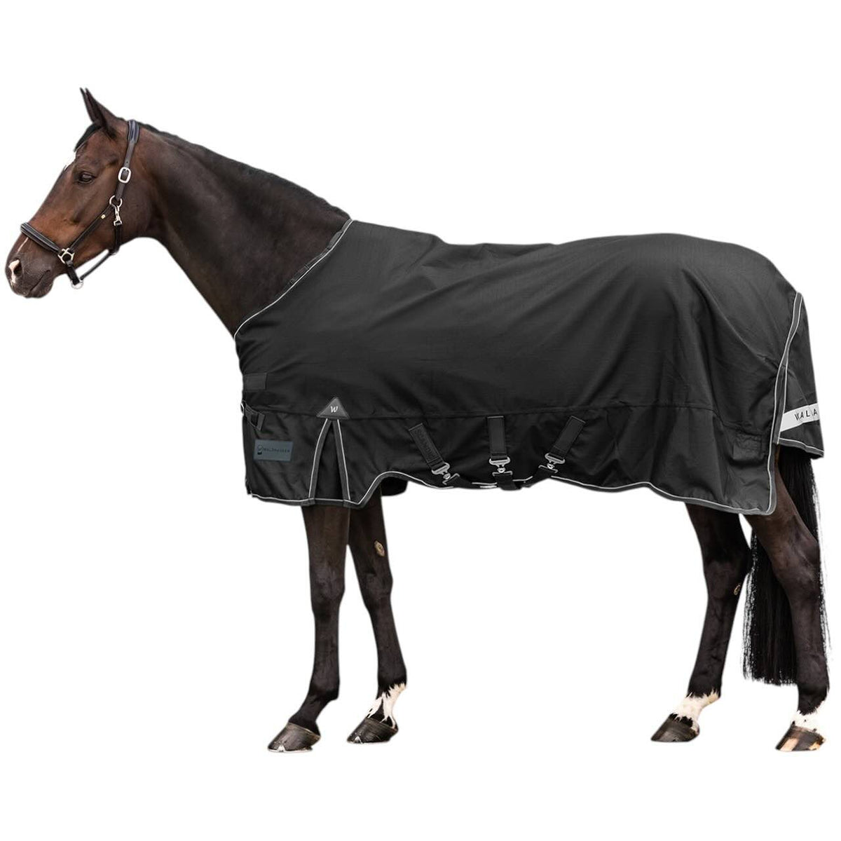 Waldhausen Outdoordecke 150g / 50g SCANDIC Multi-Layer Funktionsdecke, Schwarz, Pferd trägt die Decke.