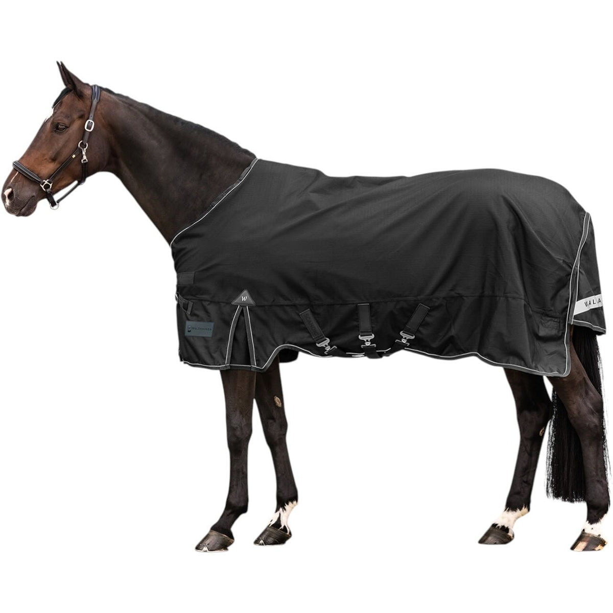 Waldhausen Outdoordecke 250g / 100g SCANDIC Multi-Layer Funktionsdecke, Schwarz, Pferd trägt die Decke.