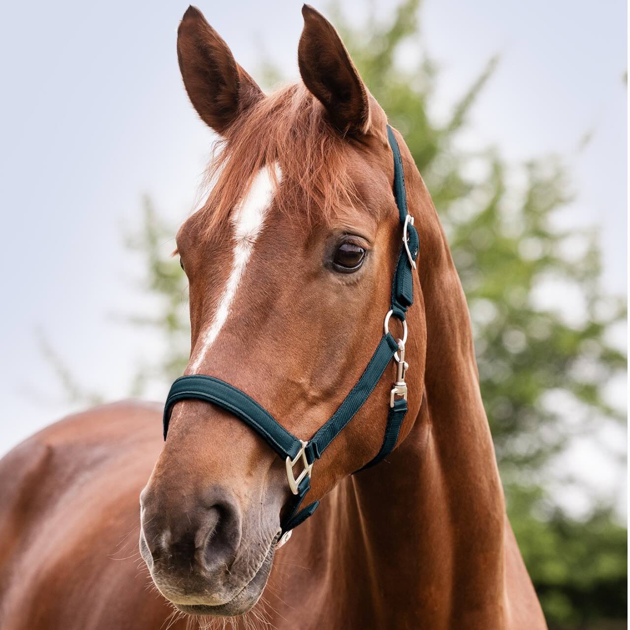 Perlonhalfter Satin