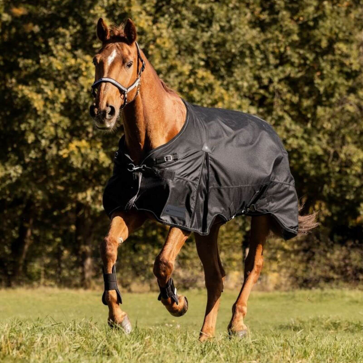 Outdoordecke 300g Scandic Weidedecke