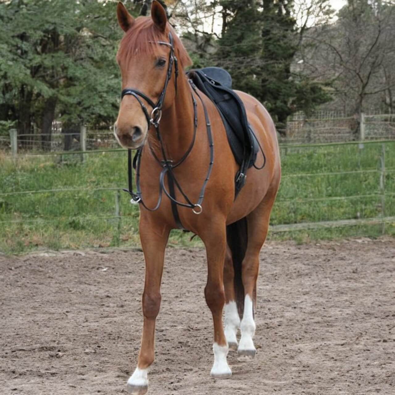 Martingal STAR