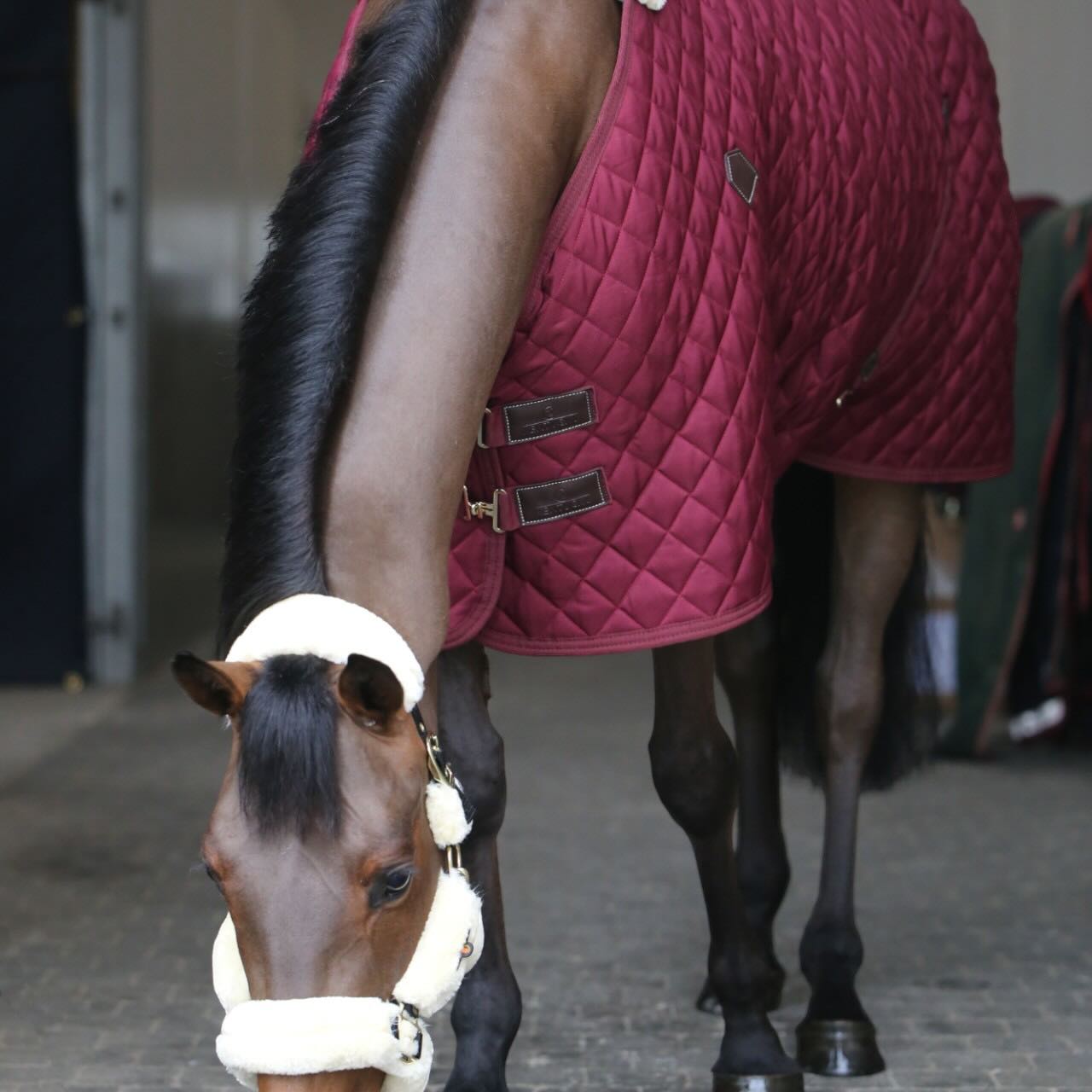 Stalldecke 400g Stable Rug Pferdedecke
