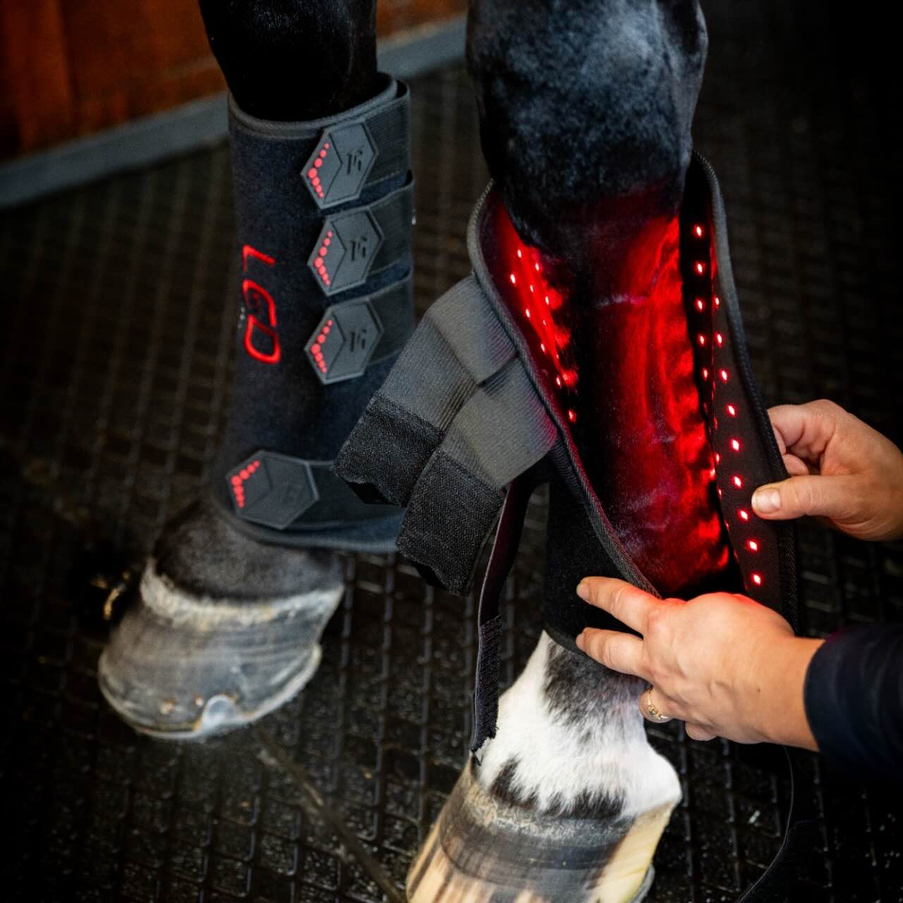 Therapiegamasche Vorderbein LED-Rotlicht-Therapie Gamaschen
