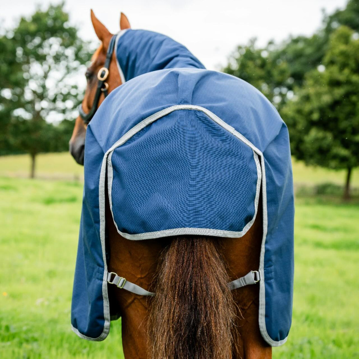 Horseware Ireland Weidedecke 100g Amigo Ripstop 900D Turnout Decke, Blue, Pferd von hinten auf der Weide.