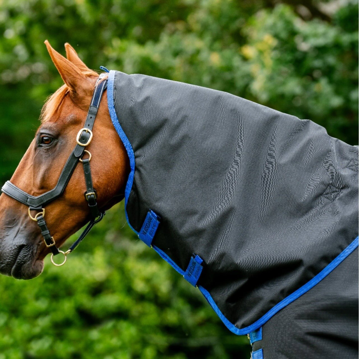 Horseware Ireland Weidedecke Amigo 50g Ripstop 900D Turnout Decke, Schwarz-Blau, Pferd trägt die Decke.