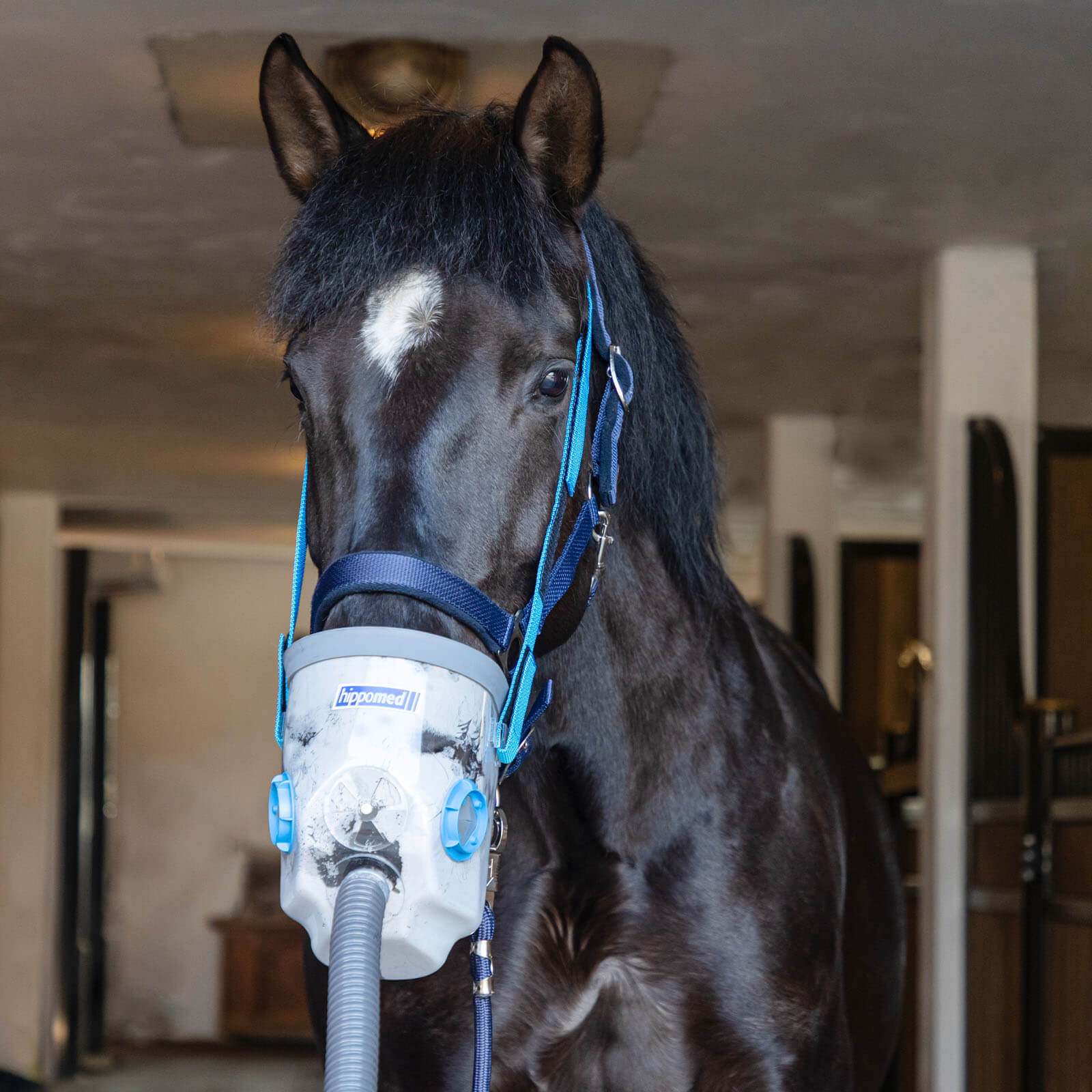 Ultraschall-Inhalator inklusive Warmblutmaske AirOne Pferdeinhalator