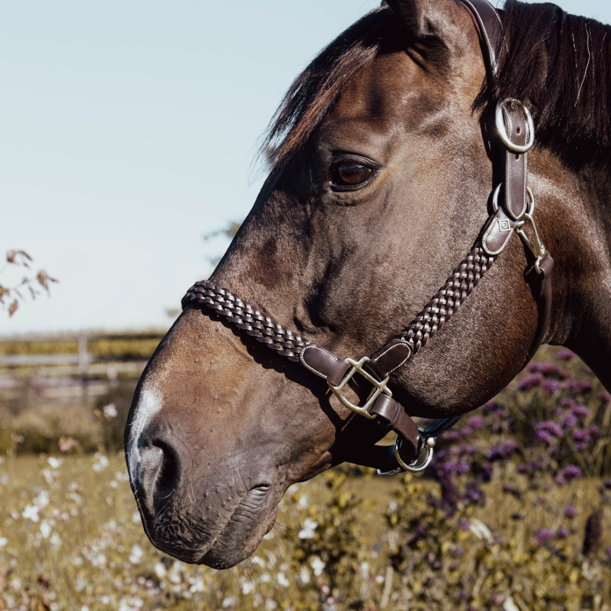 Lederhalfter Plaited