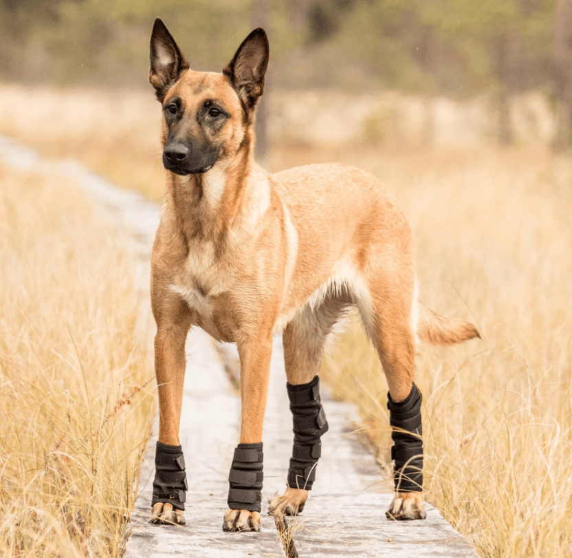 Hundegelenkschoner