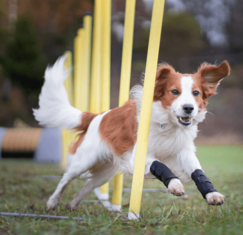 Hundegelenkschoner