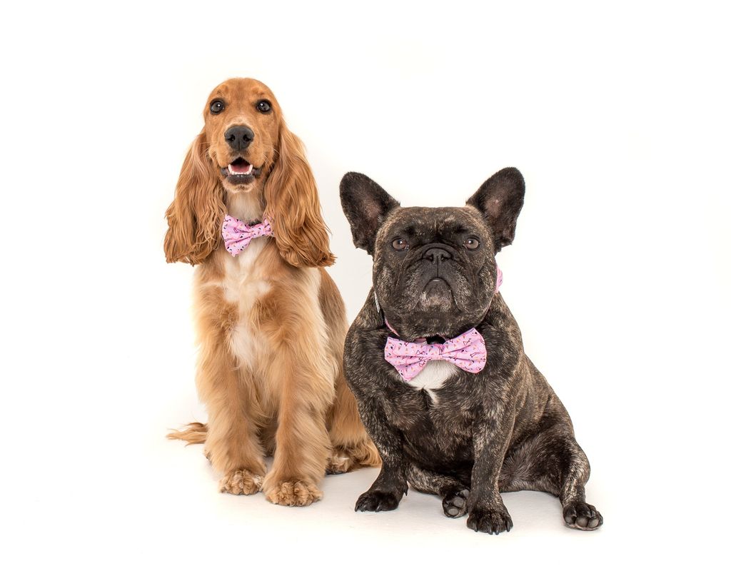 Collar & Bow Tie
