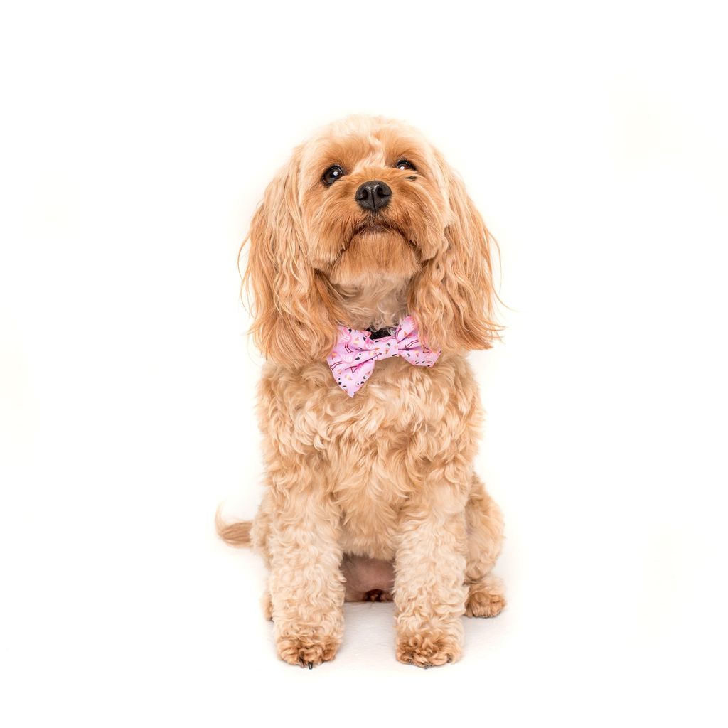 Collar & Bow Tie