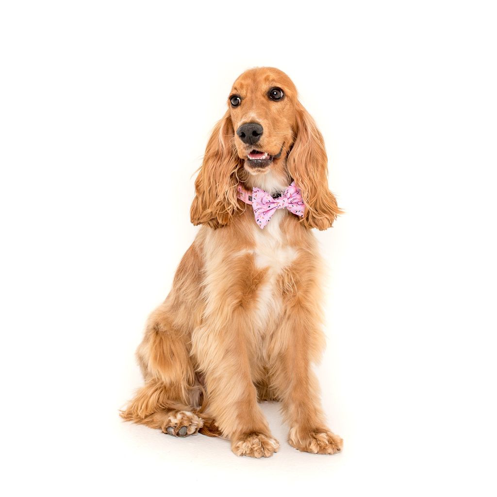 Collar & Bow Tie