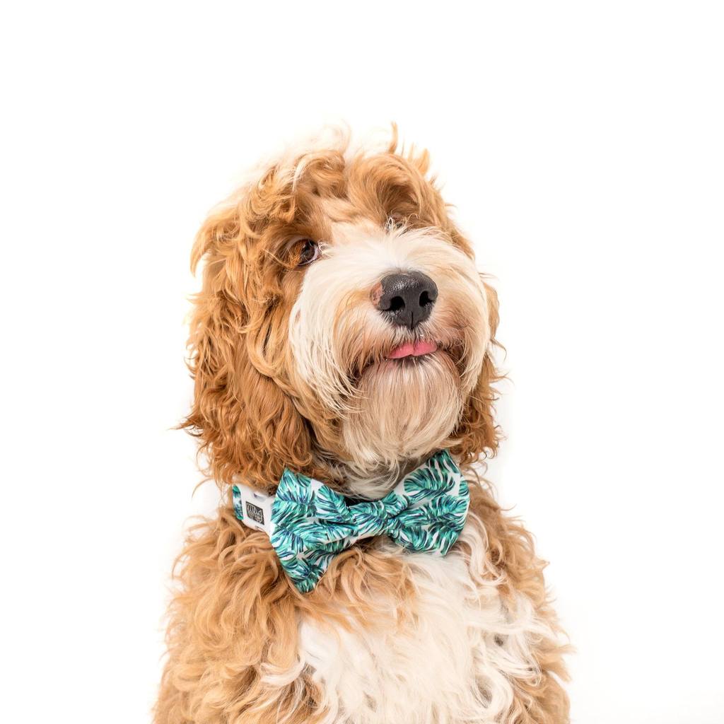 Collar & Bow Tie