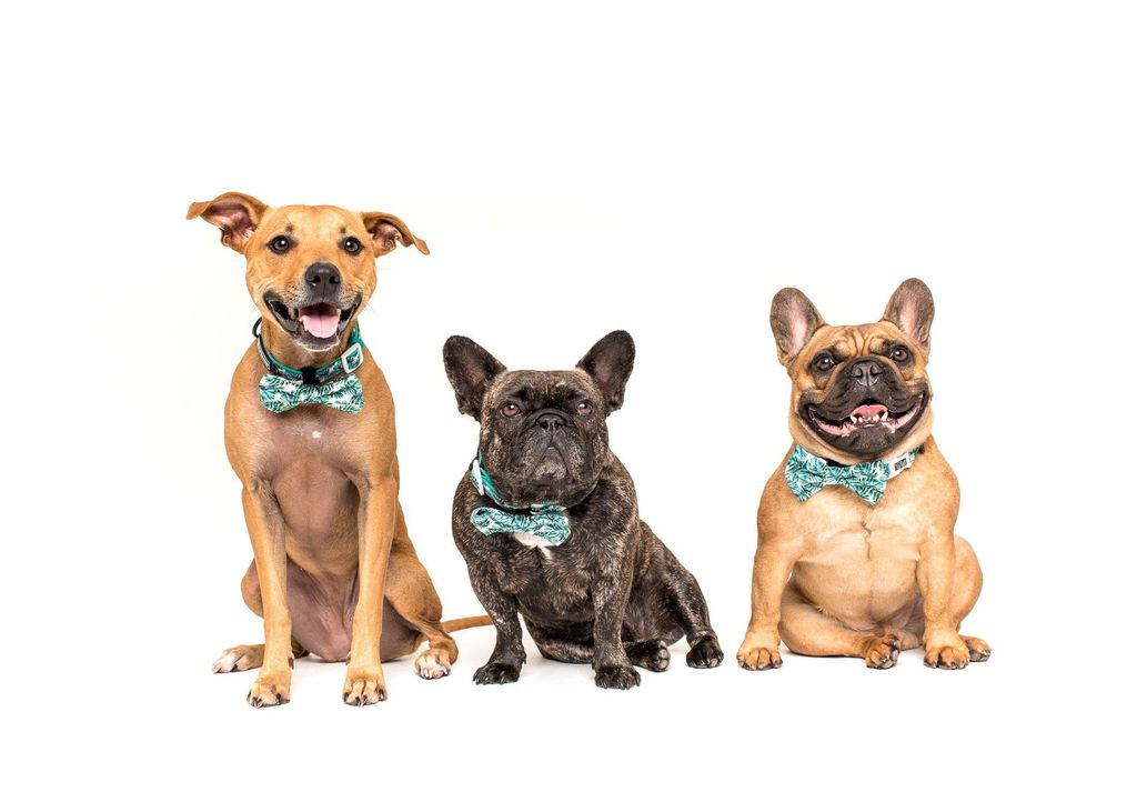 Collar & Bow Tie