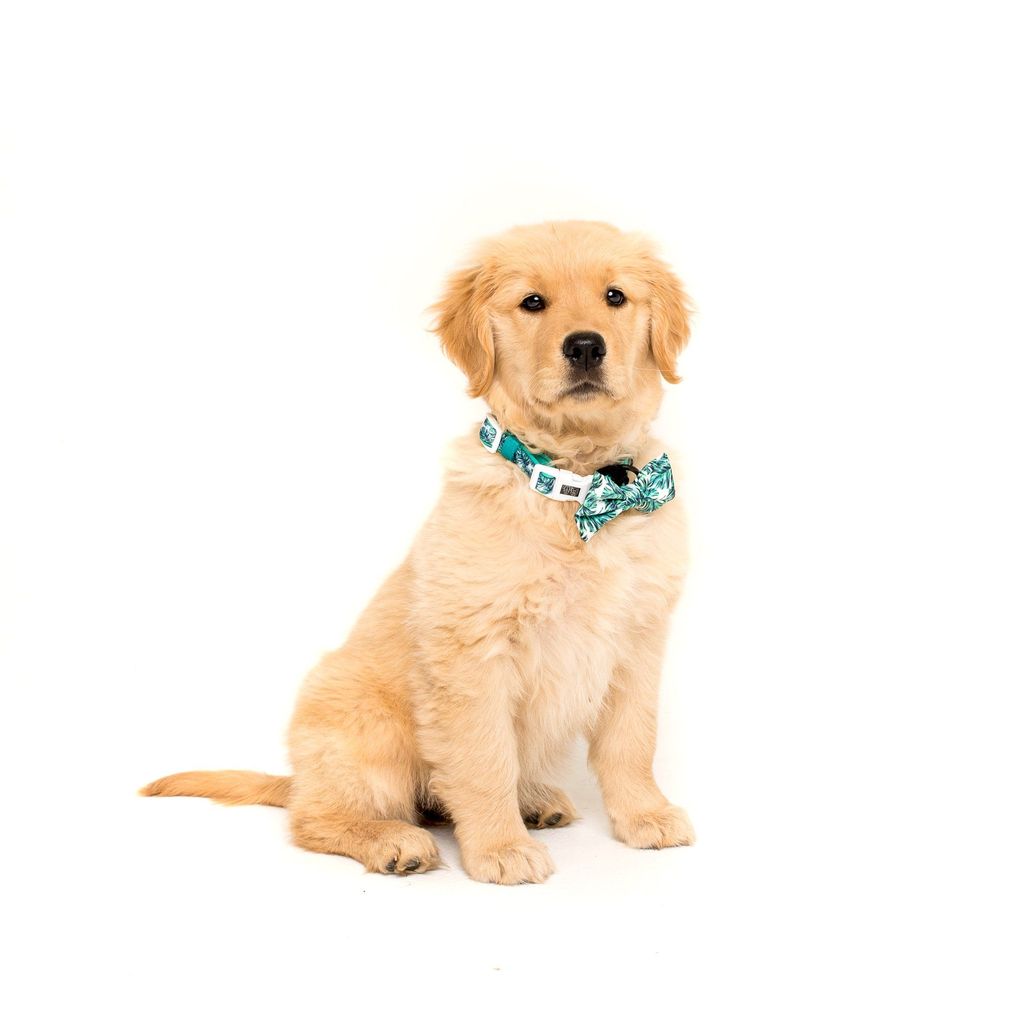 Collar & Bow Tie