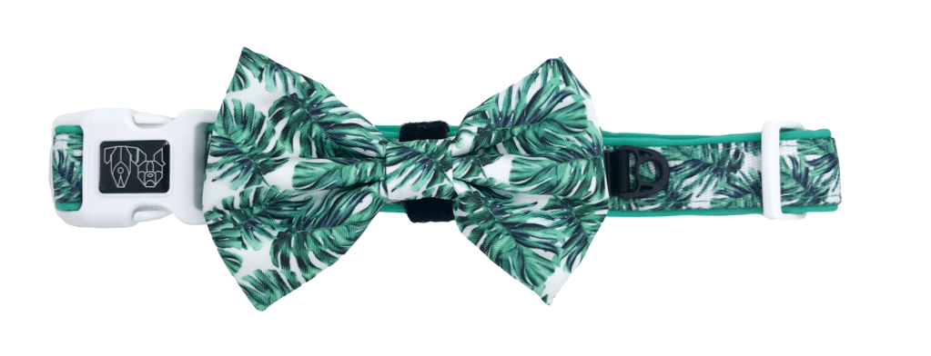 Collar & Bow Tie