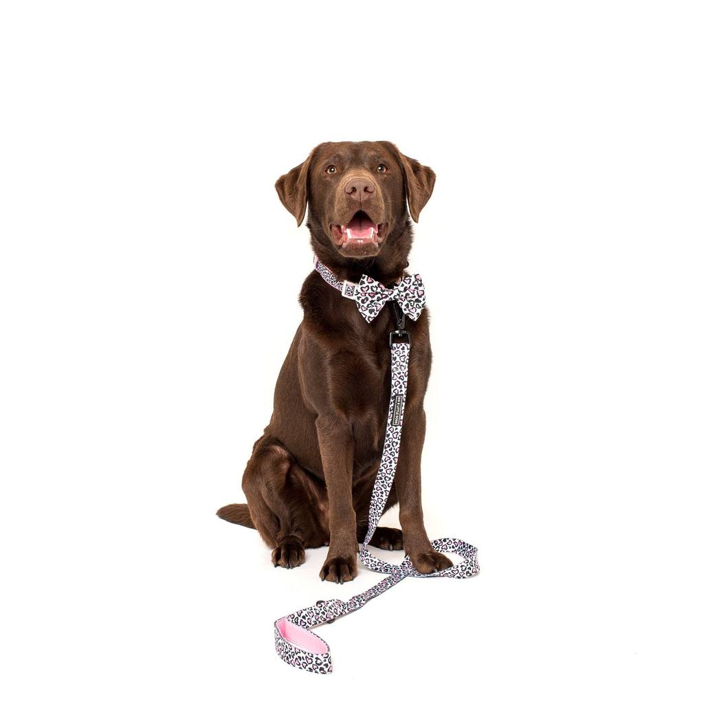 Collar & Bow Tie