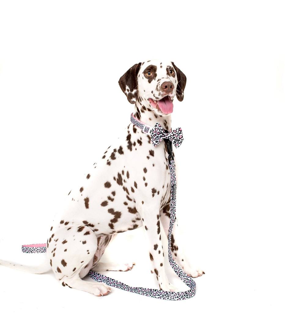 Collar & Bow Tie