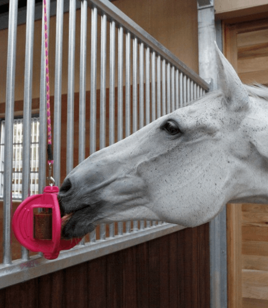 Bizzy Horse Bizzy Ball Leckstein Halterung, Pink, Pferd nutzt die Halterung im Stall.