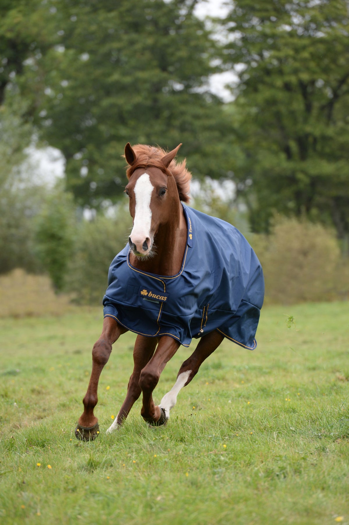 Outdoordecke 150g Irish Turnout Weidedecke