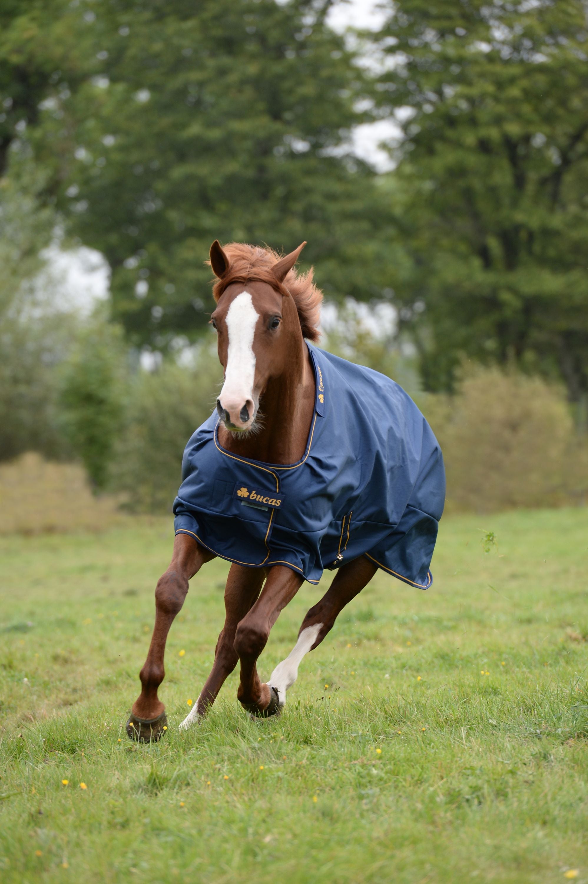 Outdoordecke 150g Irish Turnout Weidedecke