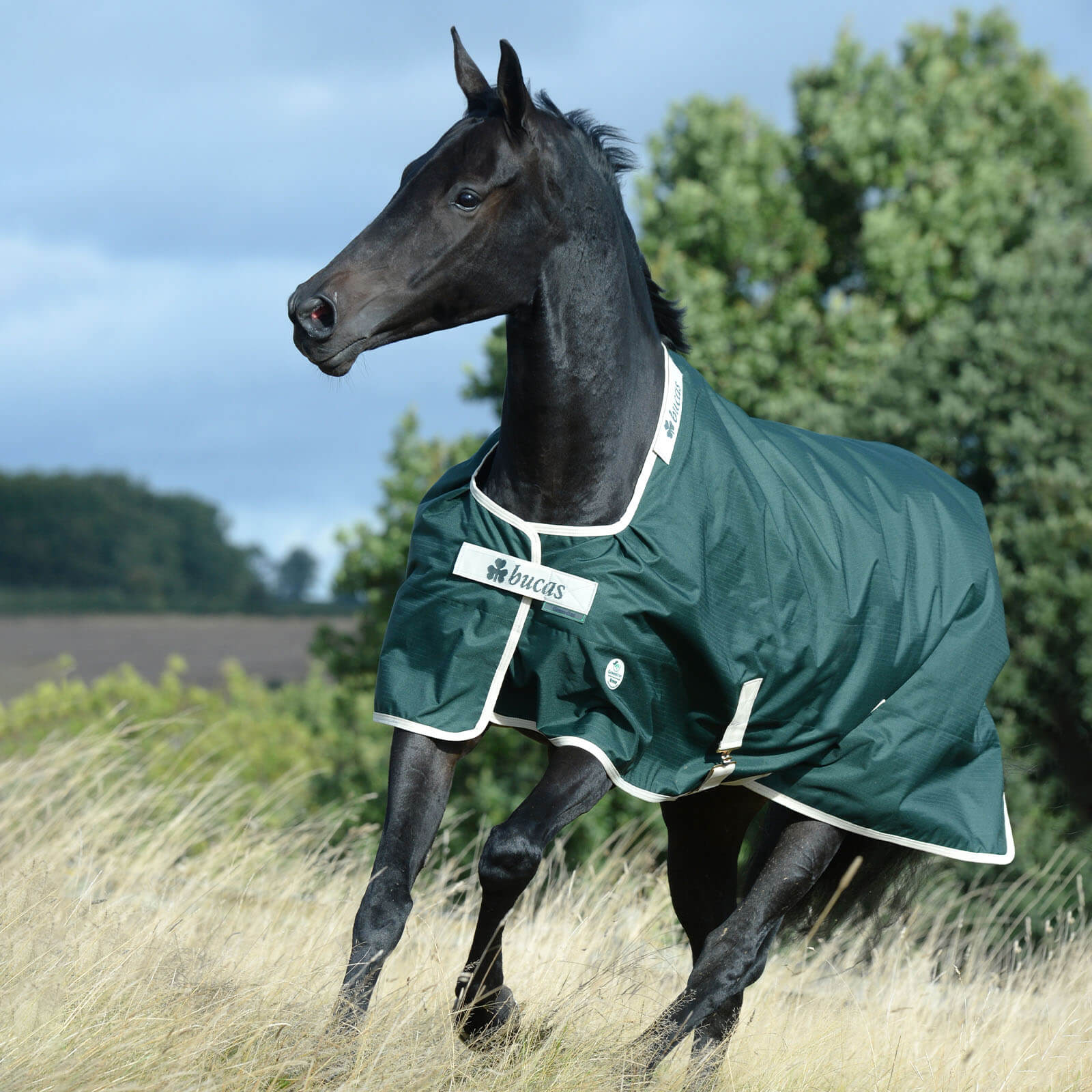 Outdoordecke 100g Greenline Turnout Weidedecke, Cream/Green, Pferd auf der Weide.