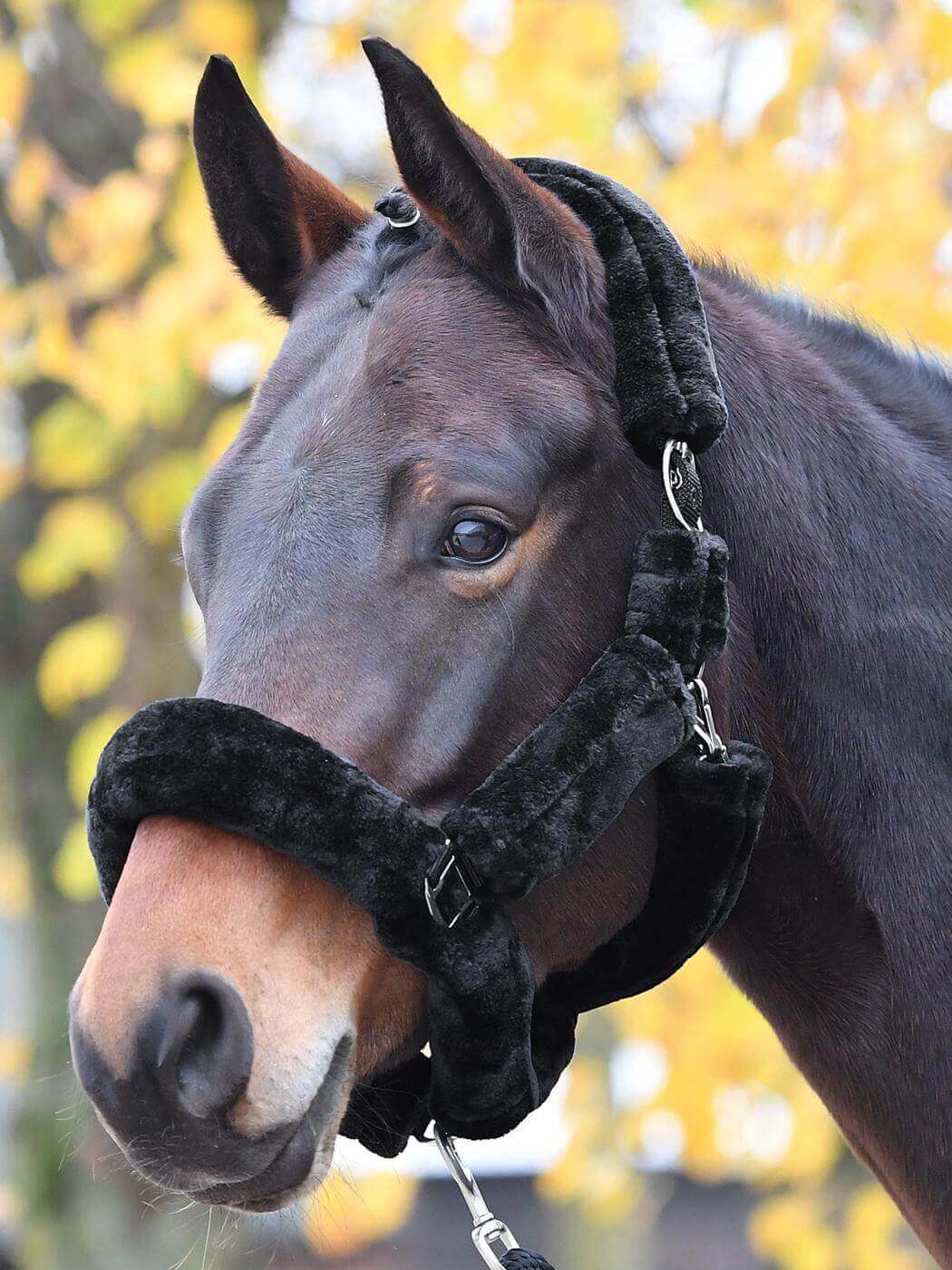 Schwarz