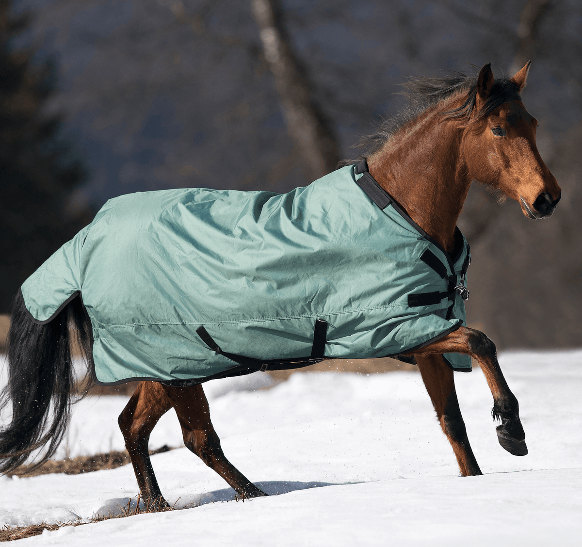Outdoordecke 100g Flexible Pro Weidedecke, Silver Pine, Pferd im Schnee getragen.