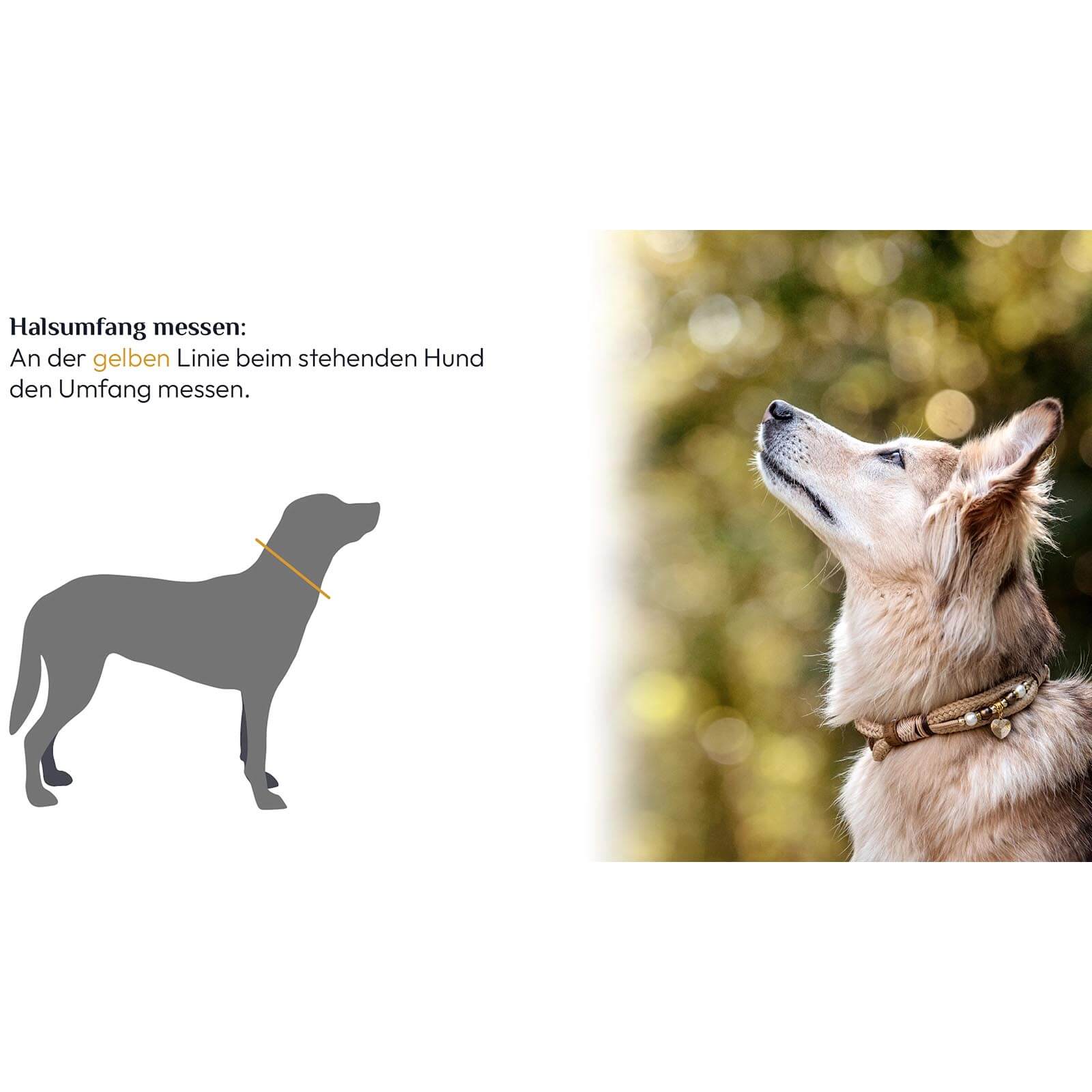 Halsband Aldon ohne Perlen Tauhalsband Hundehalsband