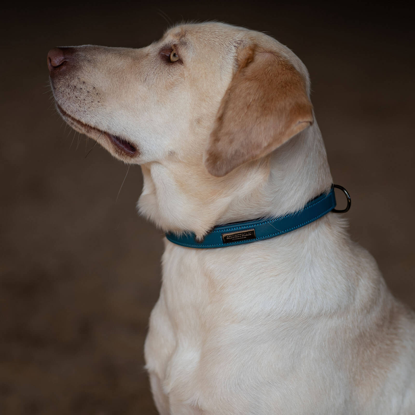 Hundehalsband Aurora Blues HW 2022 Lederhalsband