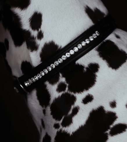 Hundehalsband Black Edition