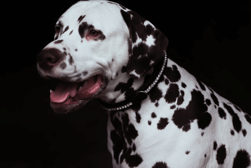 Hundehalsband Black Edition
