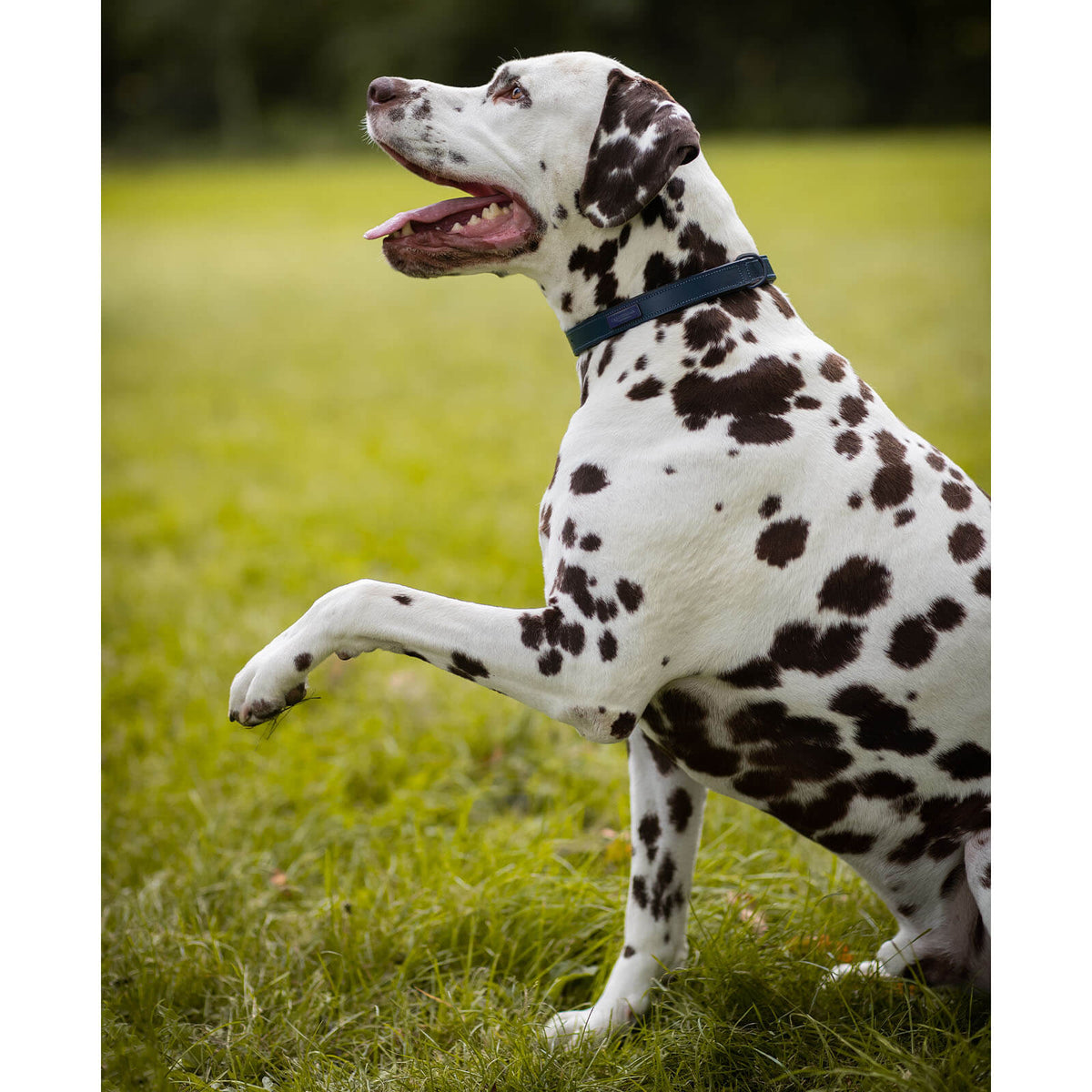 Hundehalsband Blue Meadow FS 2023 Lederhalsband