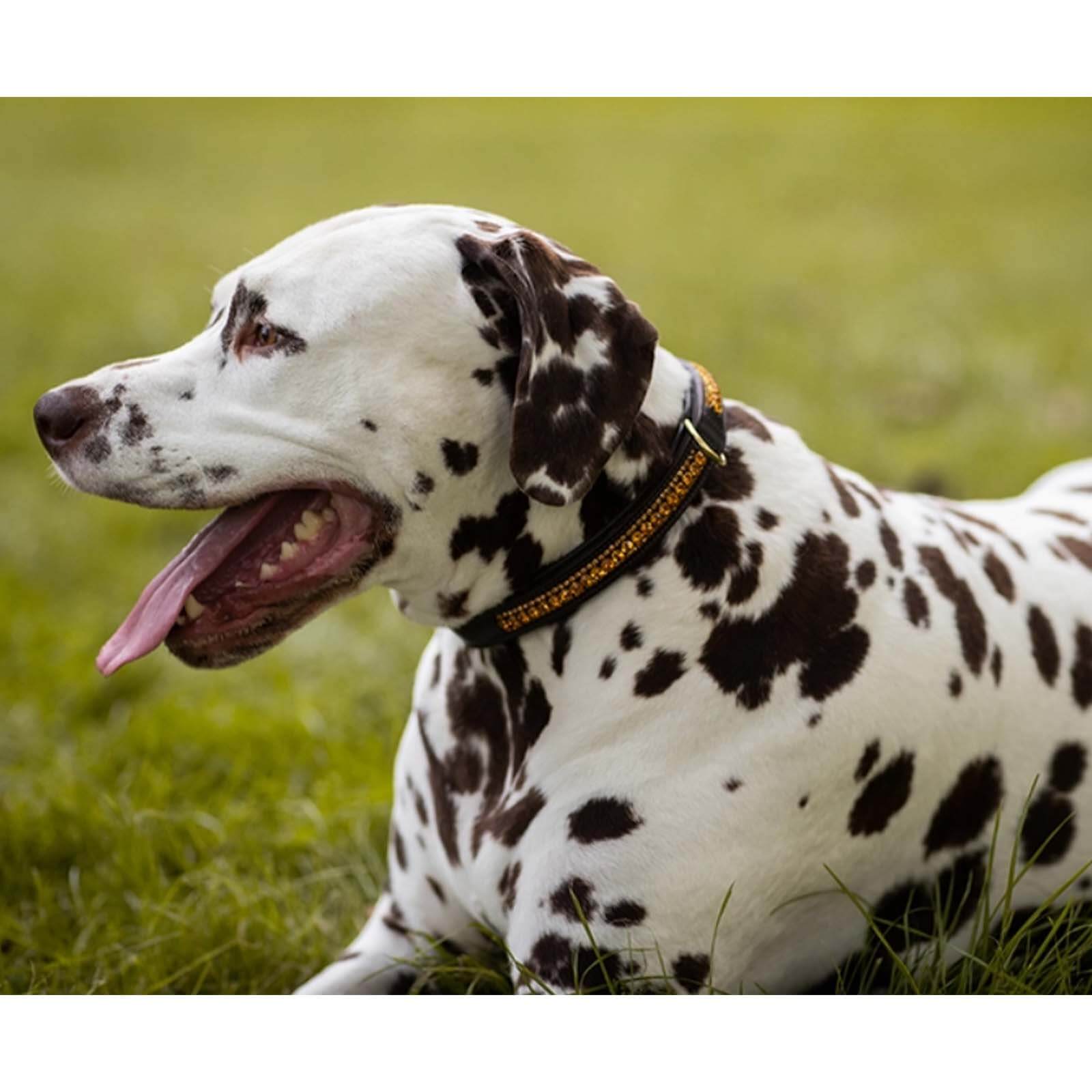 Hundehalsband Bronze Gold FS 2022 Kristallhalsband