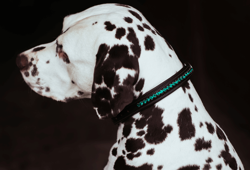 Hundehalsband Deep Olivine