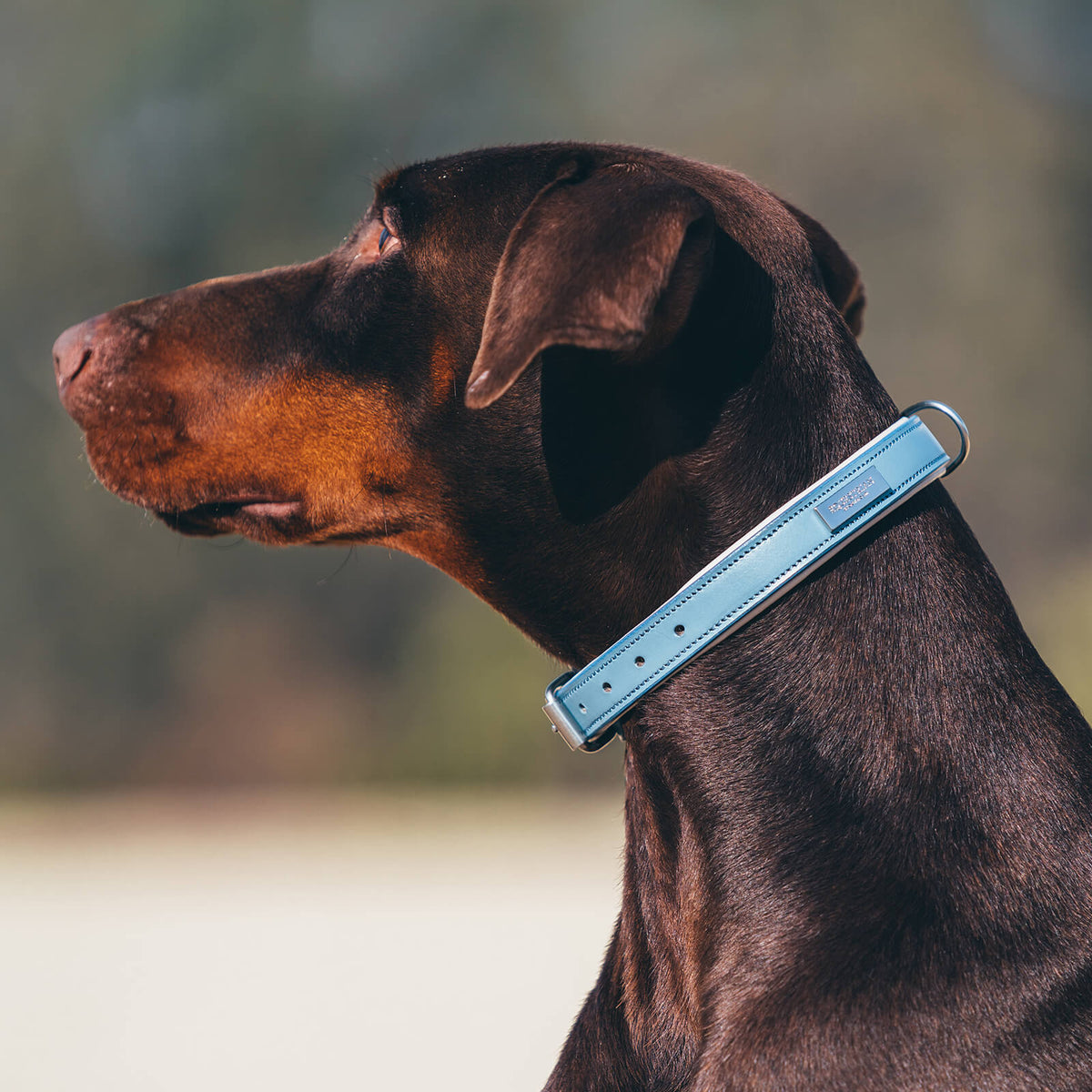 Hundehalsband Stone Blue FS 2022
