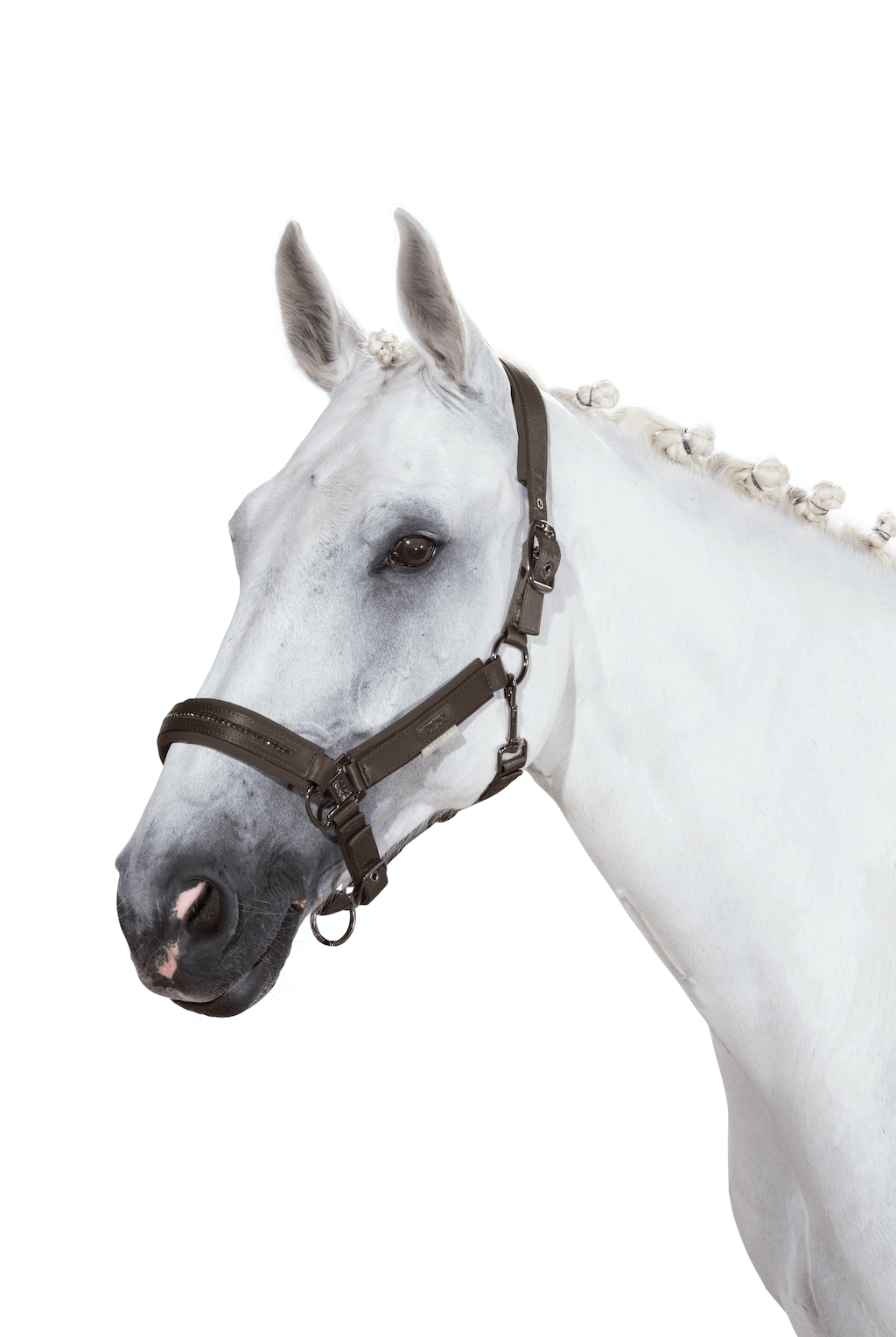 Halfter Doublepin Crystal Platinum 2020