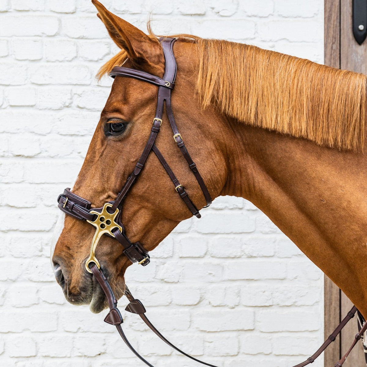 Neusriem Hackamore