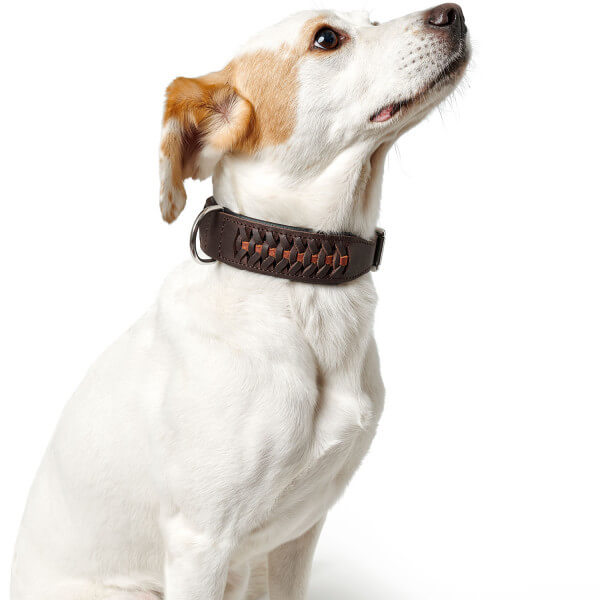 Halsband Solid Education Exclusive Hundehalsband