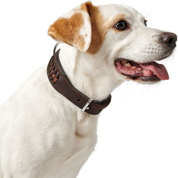 Halsband Solid Education Exclusive Hundehalsband