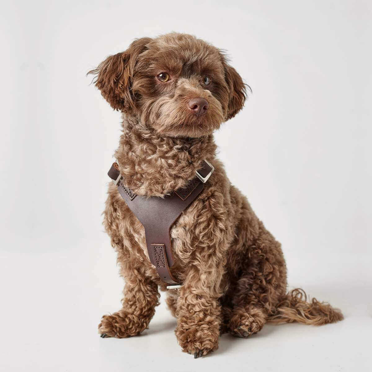 Hundegeschirr Aalborg