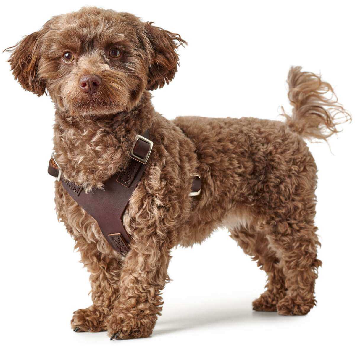 Hundegeschirr Aalborg