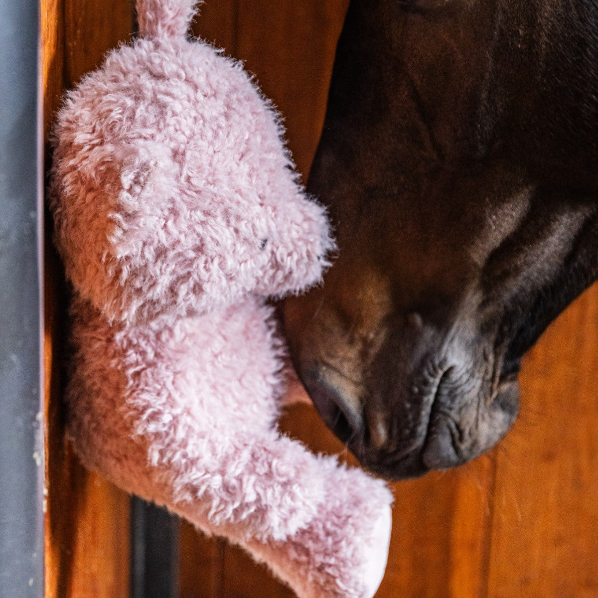 Kentucky Horsewear Relax Pferdespielzeug Bär, Pink, Pferd berührt das Produkt im Stall.