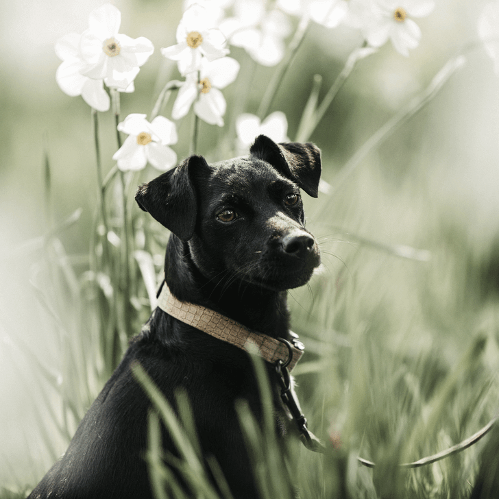 Halsband Lizard Hundehalsband