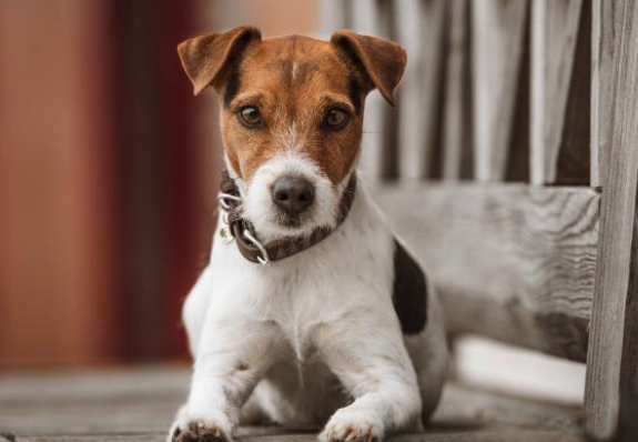 Hunde Halsband Triangle Hundehalsband