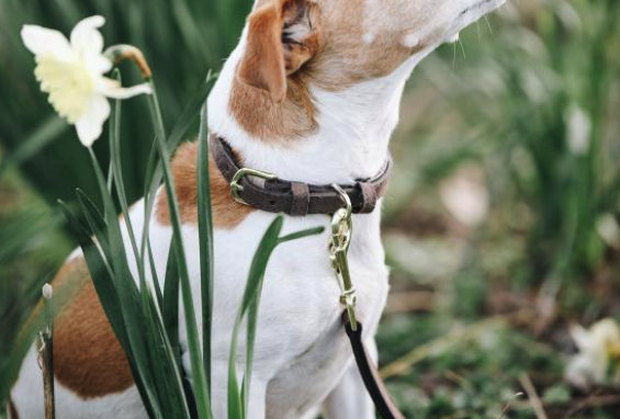 Hunde Halsband Velvet Leather Lederhalsband