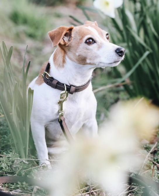 Hunde Halsband Velvet Leather Lederhalsband