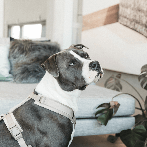Hundegeschirr Aktiv Velvet Samt