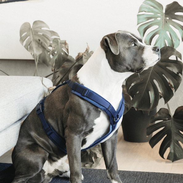 Hundegeschirr Aktiv Velvet Samt