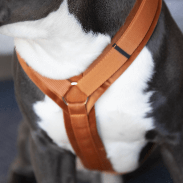 Hundegeschirr Aktiv Velvet Samt